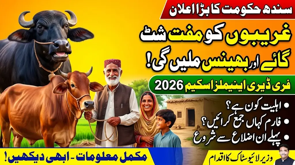 Free Dairy Animals Scheme 2026: Sindh Government to Give Cows to Poor Families – Eligibility, Application Process & Start Districts